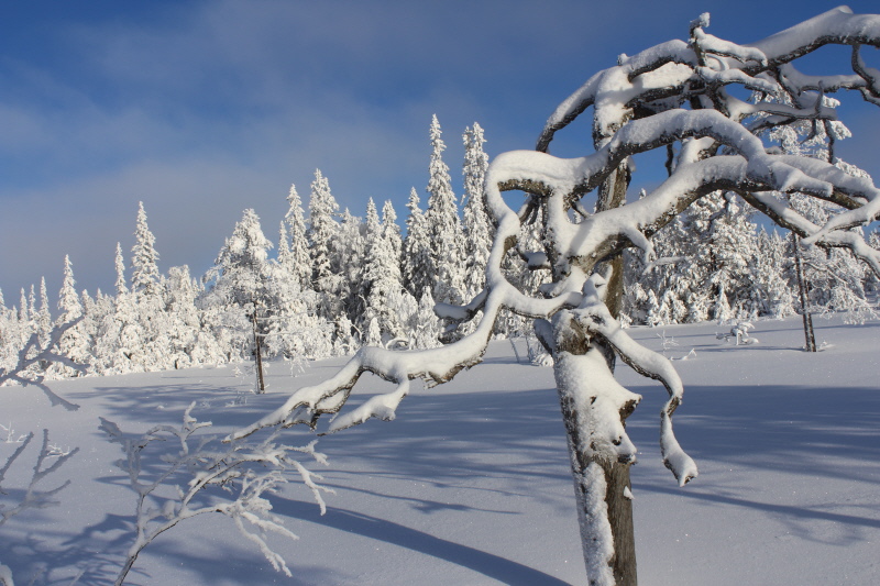 Koppången