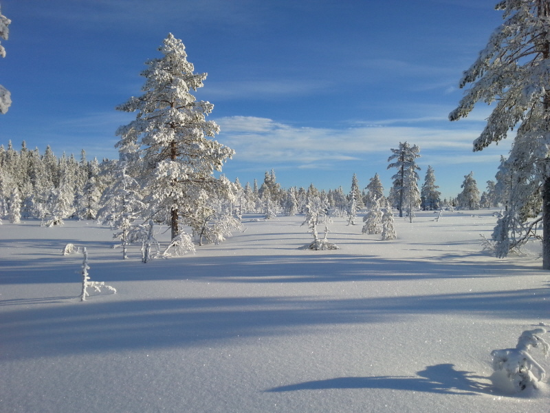 vårvinter